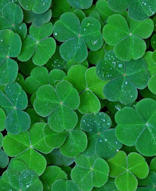 水、身体炸划算还有节日限定香薰、香包AG真人国际游戏香香好物丨欧珑正装香(图7)