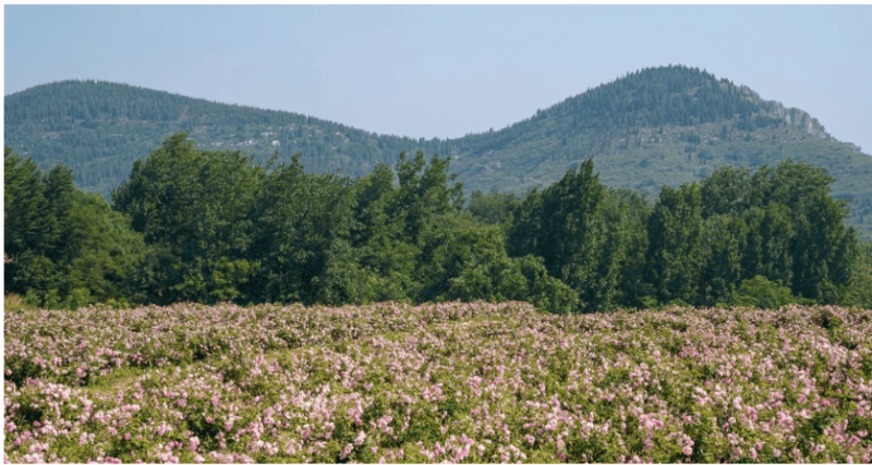 业链生态以长期主义深耕个人护理赛道AG真人直营半亩花田构建花植全产(图2) 业链生态以长期主义深耕个人护理赛道AG真人直营半亩花田构建花植全产(图2)